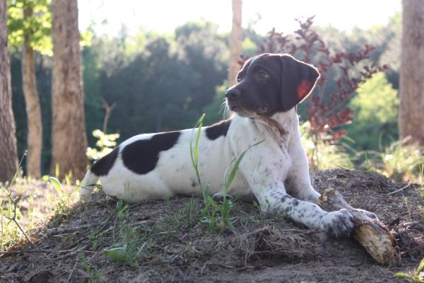 /images/uploads/southeast german shorthaired pointer rescue/segspcalendarcontest2019/entries/11699thumb.jpg